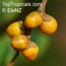 Image result for Diospyros abyssinica