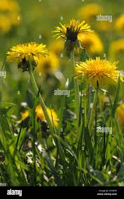 Image result for Taraxacum sp.