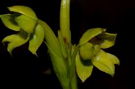 Image result for Habenaria insolita
