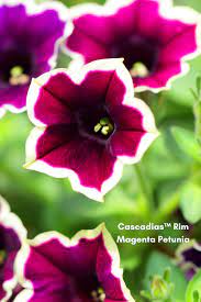 Cascadias Rim Magenta Petunia Plant Petunia Plant Petunia Flower Annual Flowers