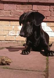 Wir suchen dich für unser liebes welpenmädchen. Ehemalige Pflegestelle Der Hundehilfe Bakony Home Facebook