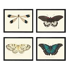 Check spelling or type a new query. Amazon Com Butterfly Print Set Of 4 Prints Antique Art Beautiful Colored Colorful Natural Science Summer Garden Nature Home Room Wall Decor Unframed Nodd Handmade