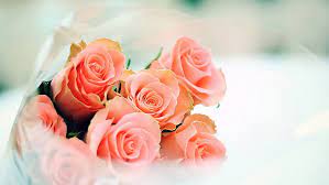 Pink rose flowers bouquet on white wooden background beautiful flowers. Hd Wallpaper Bouquet Rose Flower Flowers Petal Pink Blossom Floral Wallpaper Flare