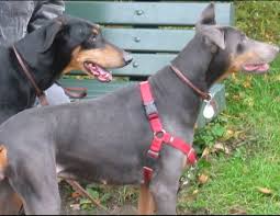 Bluegrass doberman rescue's mission… as a group of volunteers with diverse backgrounds our mission is to come together through our shared passion in order to rescue, rehab, and rehome dobermans in need. Understanding Blue Doberman Syndrome Pethelpful