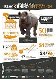 Rhino Translocation Infographic Animal Infographic Wildlife Infographic Infographic