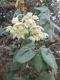 Image result for Pergularia daemia