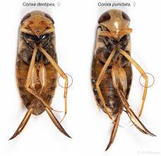 Image result for Isoglossa punctata