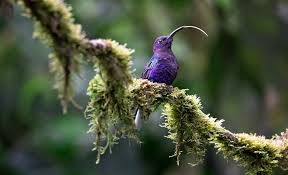 Take a guided tour of the misty santa elena cloud forest reserve, a lesser known cloud forest in the monteverde area. How Many Days Should You Spend In Monteverde Kimkim