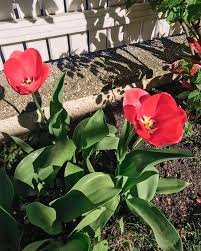 Am bekanntesten sind ja die tulpen aus amsterdam. Pin Auf Instagram