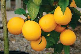 Maybe you would like to learn more about one of these? Grow Your Own Lemons Hgtv