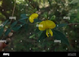 Image result for Crotalaria monteiroi