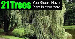 How Does A Tree Grow Theenglishadventure Com Co