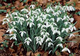 Plant Focus Snowdrops Michigan Gardener