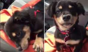 Come pay a visit to pbh2, home to the internet's best gif collections, epic gifs, and awesome viral videos! Puppy Throws A Tantrum In The Car And The Resulting Footage Will Melt Your Heart Express Co Uk