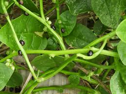 Image result for Basella