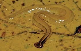 Image result for Stolzia kalkhof-roseae