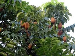 Hasil gambar untuk obat tradisional mahoni