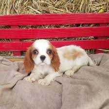 Dog training simplified · beginner & advanced · simple yet effective Missy Cavalier King Charles Spaniel Puppy For Sale In Bea King Charles Cavalier Spaniel Puppy Spaniel Puppies For Sale Cavalier King Charles Spaniel Tricolor