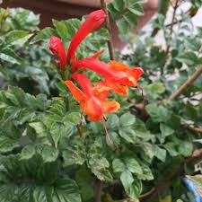 Image result for Tecoma capensis