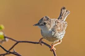 Ken behrens is a wildlife photographer, guide, and biological consultant. Top States Or Provinces Madagascar Ebird India
