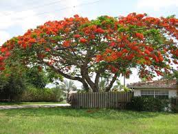A Beautifully Shaped Tree And The Most Amazing Color Everyone Should Have One Royal Poinciana Poinciana Flowering Trees