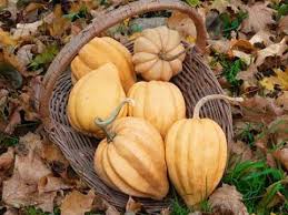 Thelma sanders winter squash start tab. Squash