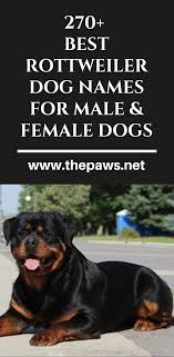 Pin On 100 Rottweiler Dog Pictures