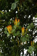 Image result for Agelanthus krausei