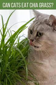 Can Cats Eat Chia Grass In 2021 Cats Diy Dog Stuff Animals