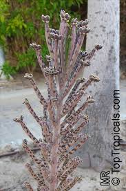 Image result for Bryophyllum tubiflorum
