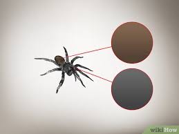 Maybe you would like to learn more about one of these? How To Identify A Trapdoor Spider 9 Steps With Pictures