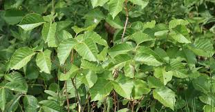 Instead of disposable gloves, consider using. How To Remove Poison Ivy From Shoes The Great Outdoor Blog