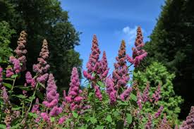 Image result for Spiraea billardii