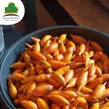 Image result for Tabernanthe