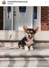 Toy story 4 (2019) cast and crew credits, including actors, actresses, directors, writers and more. Where S My Stick On Twitter Jared Mccann Just Added A Corgi Named Cheddar To His Family And It No Longer Matters What Happens This Season
