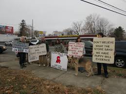 Puppies for sale in the greater ct area. Protest At Puppies Of Westport In Norwalk Shakes Up A Gray Sunday Norwalk Ct Patch