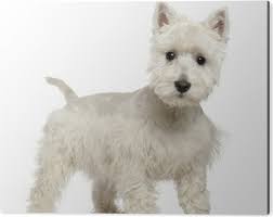 Poster West Highland White Terrier Puppy 6 Months Old Pixers Hk