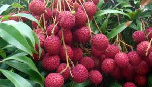 Image result for litchi images