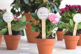 Diy Plant Wedding Favors Plant Wedding Favors Wedding Plants Diy Wedding Favors