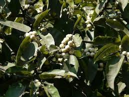 Image result for Ficus virens