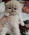 Exotic Shorthair Kittens For Sale by Reputable Breeders ...