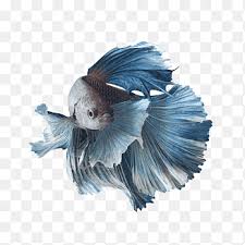 New tankmates for my betta fish. Siamese Fighting Fish Kuhli Loach Aquarium Fin Fish Animals Tail Png Pngegg