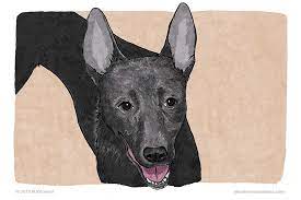 Eyes Pupils Dilated Dog Body Language Silent Conversations