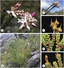 Image result for Ochna barbosae