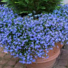 Image result for foto Lobelka