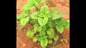 Maybe you would like to learn more about one of these? Jual Daun Nilam Youtube