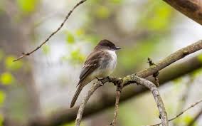 Image result for Philenoptera bussei