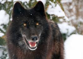 Maybe you would like to learn more about one of these? Wolf Captive Breeding And Reintroduction Raising Wolves To Be Wild