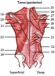 We've got to make sure it'll try to throw in any real detail though. Pin On A P 2 Skin Bone Muscle