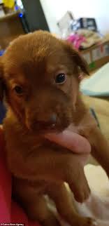 She does not appear to be. Woman Shares Photo Of Her Breastfeeding Her Son And Rescuing A Puppy Hot Lifestyle News